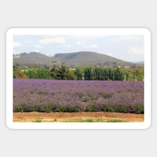 Lavender fields Sticker